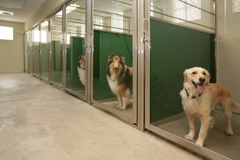 Pet Hostel/ Day Care